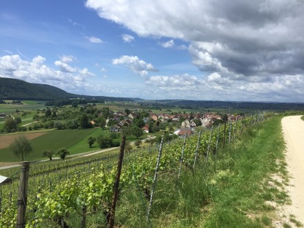 Blick ins Klettgau aus Lhninger Reben