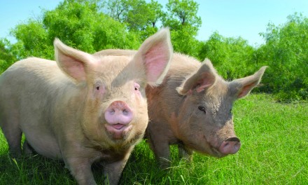theendofmeat main image pigs outside